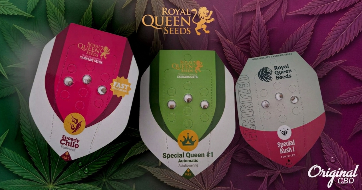 Royal qeen seeds semena