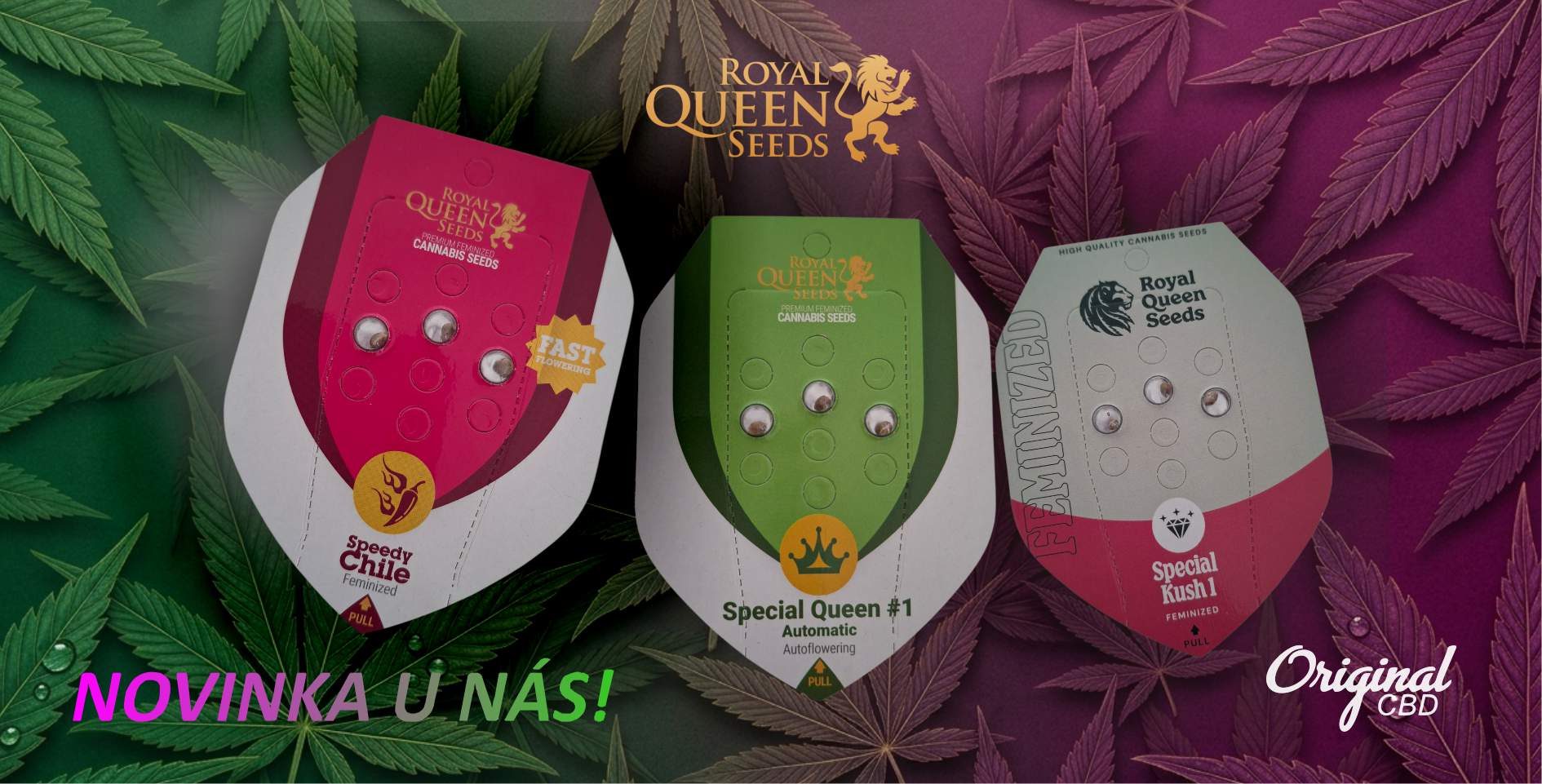 Royal qeen seeds od original cbd shop