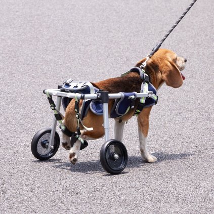 us CWLYLLSLLSTXPGG1QV0 original img v1 pet wheelchair m100 1.12