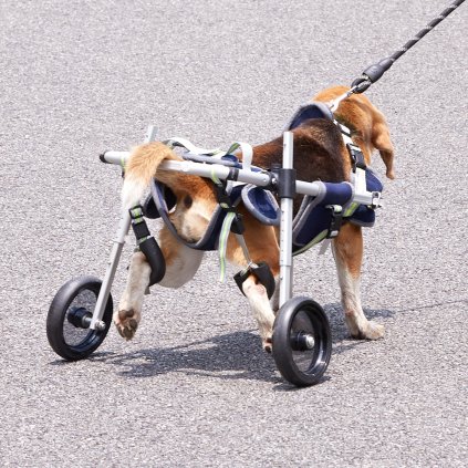 us CWLYLLSLLSXHJR1J3V0 original img v1 pet wheelchair m100 1.12