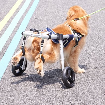 us CWLYLLSLLSZHTMYXJV0 original img v1 pet wheelchair m100 1.12