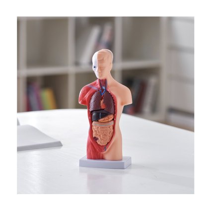 Model lidského těla, 15 částí, 11 palců, model anatomie lidského trupu Model anatomické kostry s odnímatelnými orgány, vzdělávací nástroj pro výuku studentů přírodovědné vzdělávání Displej školního vzdělávání