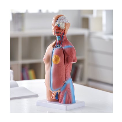 Model lidského těla, 23 dílů, 18 palců, model anatomie lidského trupu Unisex model anatomické kostry s odnímatelnými orgány, vzdělávací nástroj pro výuku studentů přírodovědné vzdělávání Vzdělávací displej