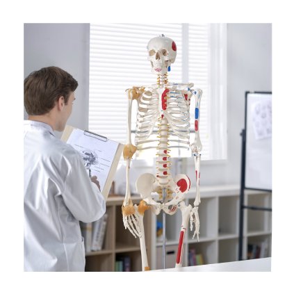 Model lidské kostry pro anatomii, 71,65" životní velikost, přesná anatomie z PVC Model kostry s vazy, pohyblivými pažemi, nohama a čelistmi, se svalovým původem a body vložení, pro profesionální výuku