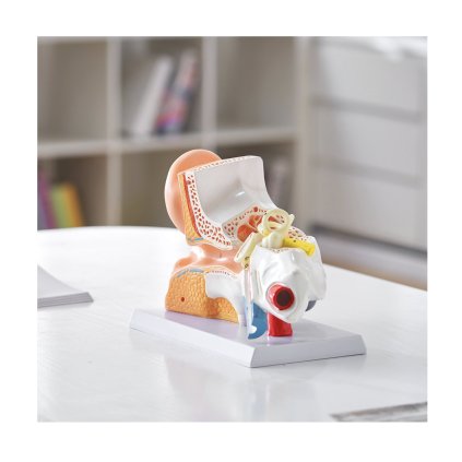 Anatomický model lidského ucha, 3 části 5krát zvětšený model lidského ucha zobrazující vnější, střední, vnitřní ucho se základnou, profesionální model anatomického ucha z PVC pro výuku fyziologie