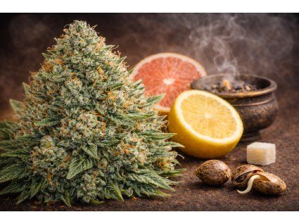 moby dick cbd kvet detail