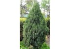 Juniperus chinesis