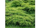Juniperus x media