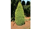 Juniperus communis L