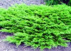 Juniperus sabina L