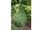 Juniperus Pingii