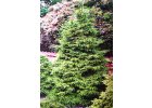 Picea orientalis