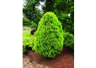 Thuja orientalis