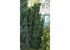 Tis (Taxus)