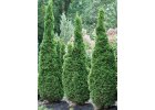 Thuja occidentalis