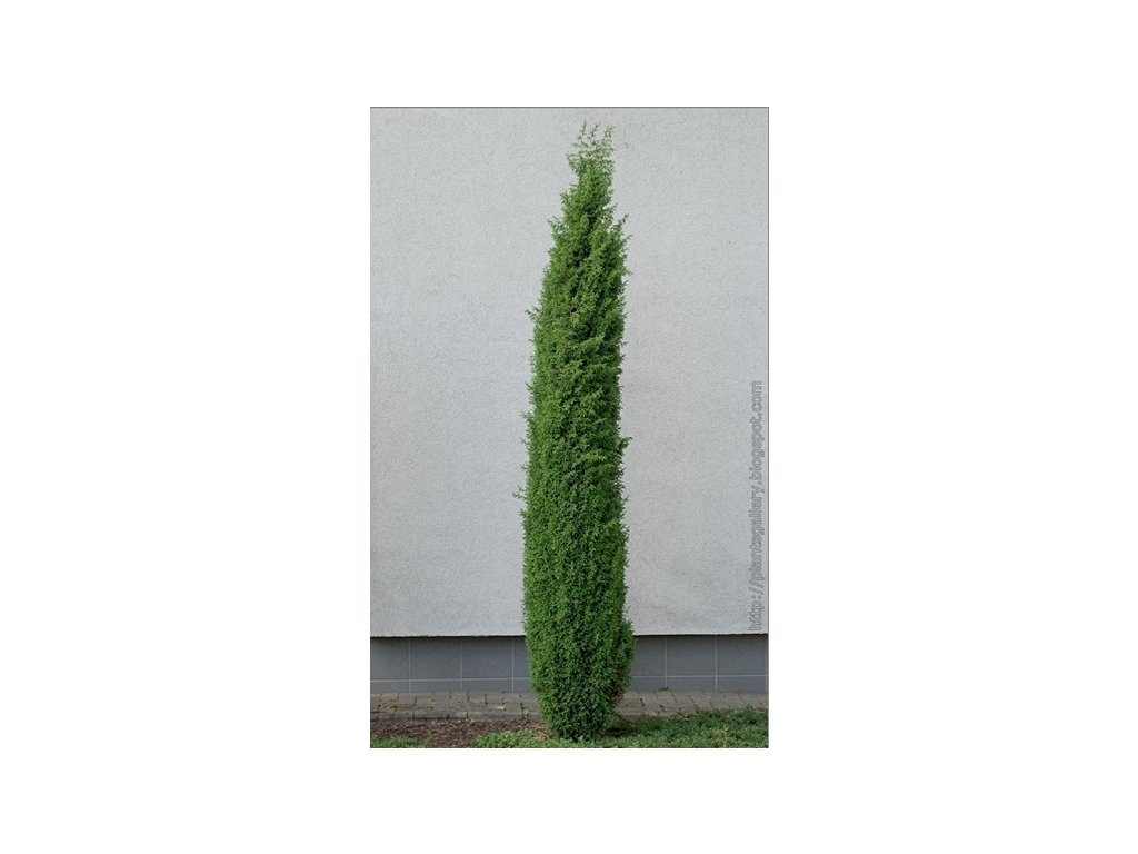 IMGP4472 Juniperus communis 'Sentinel' Ja owiec pospolity 'Sentinel'