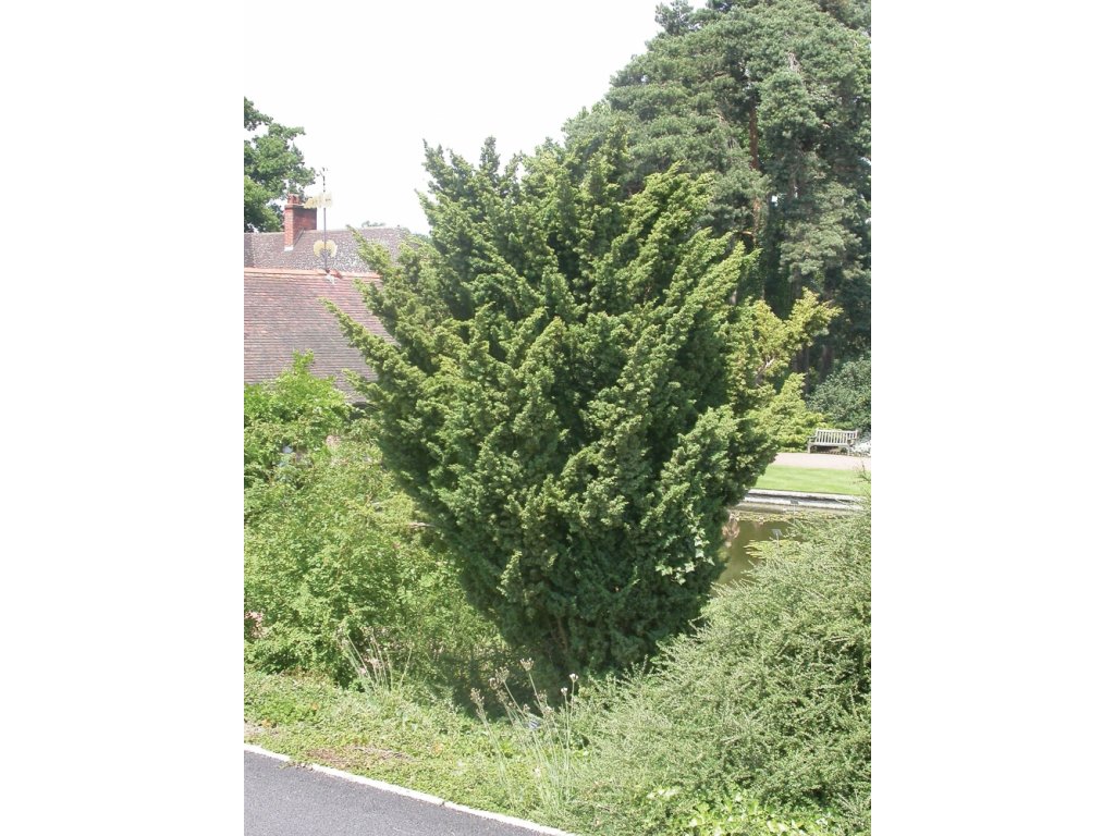 juniperuschinensisblaauwtlmpmtw26426 1