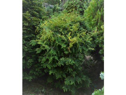 TH OCC GLOBOSA AUREA