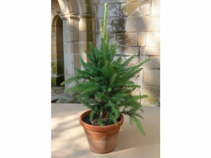 image 2026 01 18T082421.898