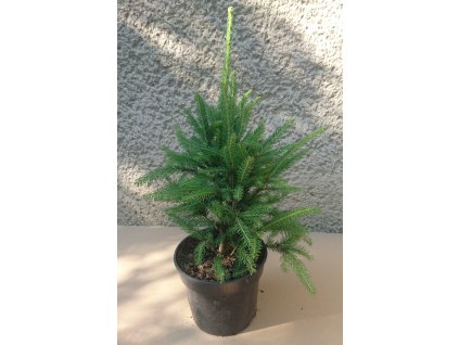 Cupressina 3lp