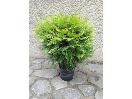 Danica Aurea 3L