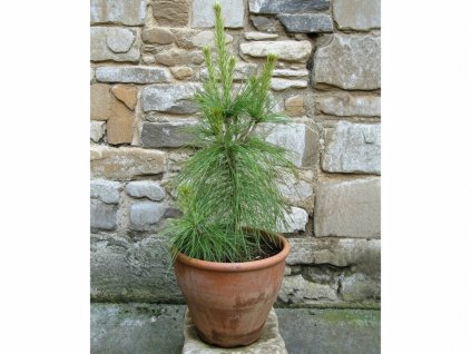 image 2026 01 18T094742.213