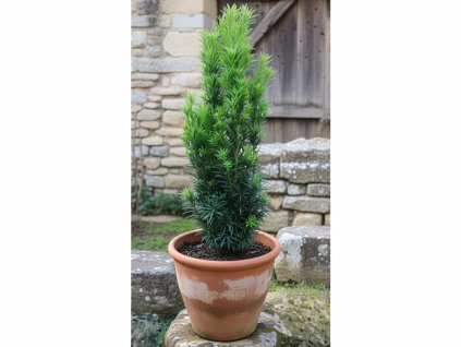 Taxus B fastigiata 3l