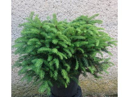PA TABULIFORMIS 3L