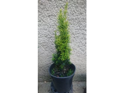 Tis Obyčajný Fastigiata Aureomarginata