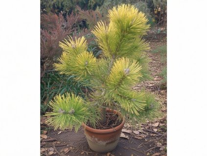 image 2026 01 18T100519.606