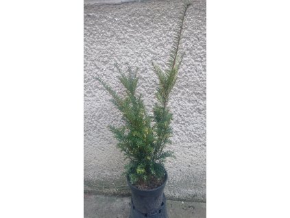 T NIDIFORMIS 3L