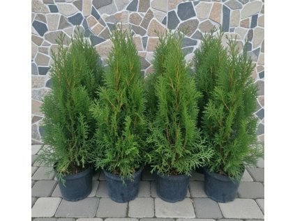 Th Smaragd 60 70 3L set12