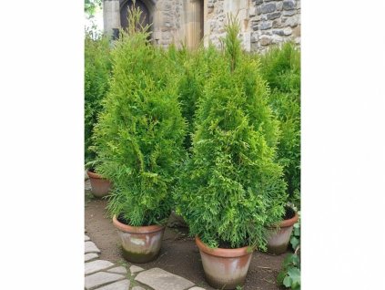 Tuja Smaragd 3L