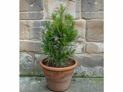 image 2026 01 18T094933.610