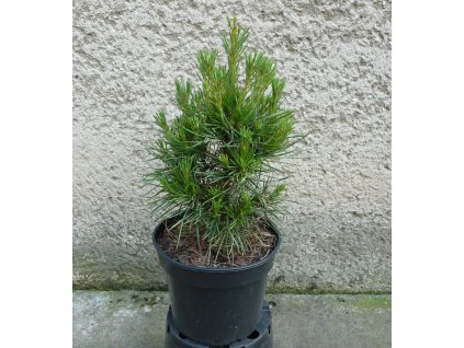 Pinus sylvestris Globosa viridis