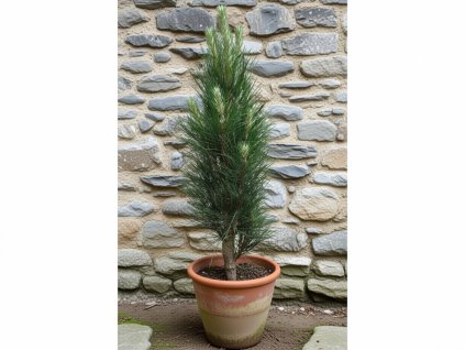 pinus nigra green tower