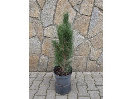 Pinus Nigra Green Tower 5L