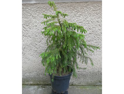 Smrek Omorikový Picea Omorika