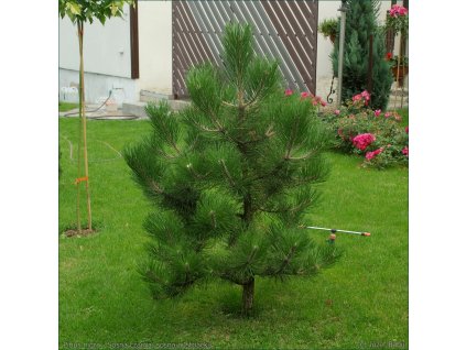 Pinus nigra nigra