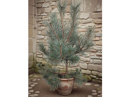 image 2026 02 12T184102.051