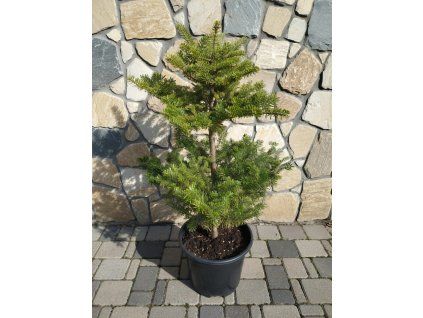 Abies Koreana 5L