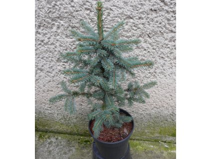 Picea Pungens Kaibab 3L.