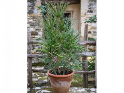 dazdnikovec praslenovity 3l