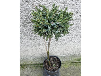 Abies procera procumbens 3L
