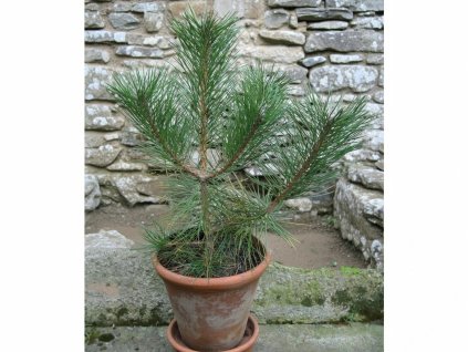 image 2026 01 18T094134.088