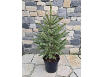 Picea pungens Glauca 5L