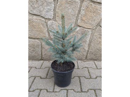 Picea Pungens Glauca 3L