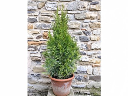tuja smaragd 50 60cm 3l