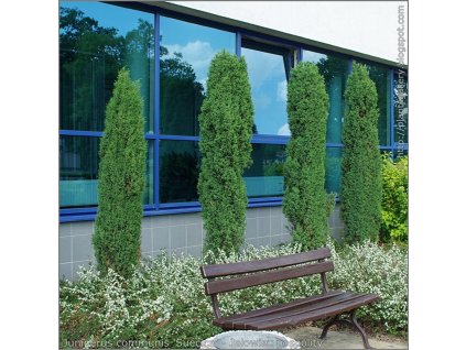 Juniperus communis 'Suecica'
