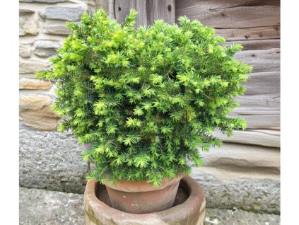 image 2026 01 18T063957.714